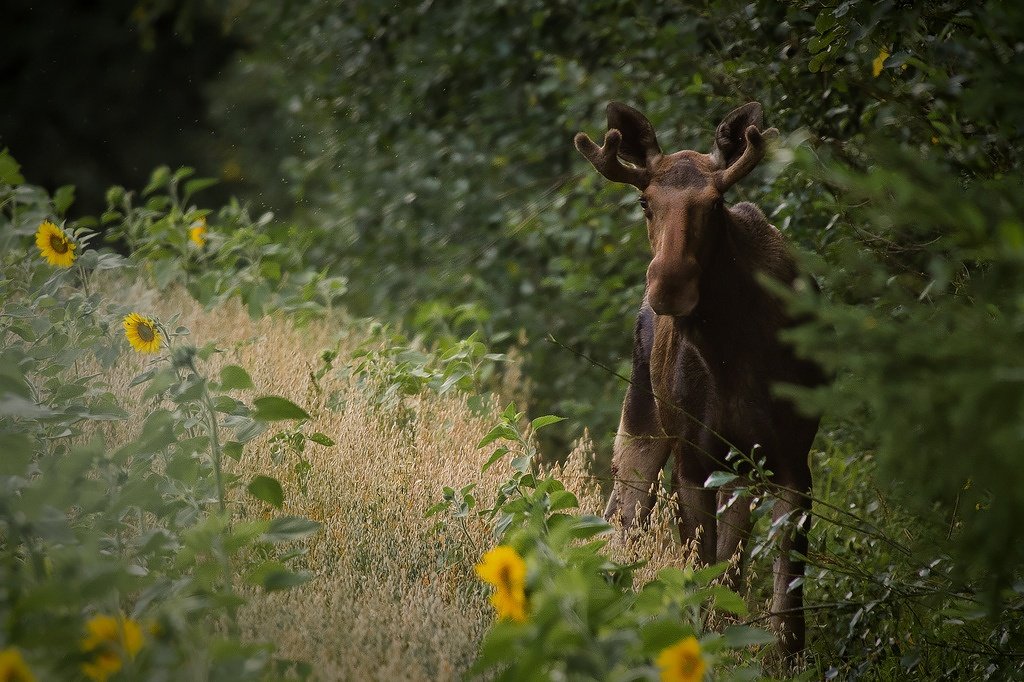 IMAGE: http://tonskulus.kuvat.fi/kuvat/Mammals/Hirvi/uroshirvi1.jpg/_big.jpg