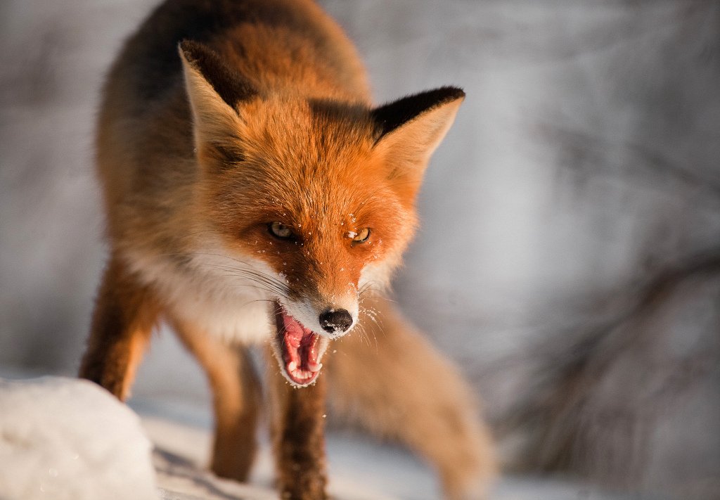 IMAGE: http://tonskulus.kuvat.fi/kuvat/sekalaiset/EF300_28/kraah10.jpg/_big.jpg