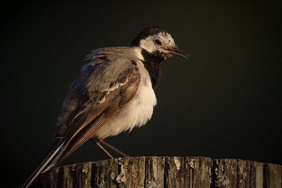 IMAGE: http://tonskulus.kuvat.fi/kuvat/sekalaiset/kipee.JPG/_big.jpg