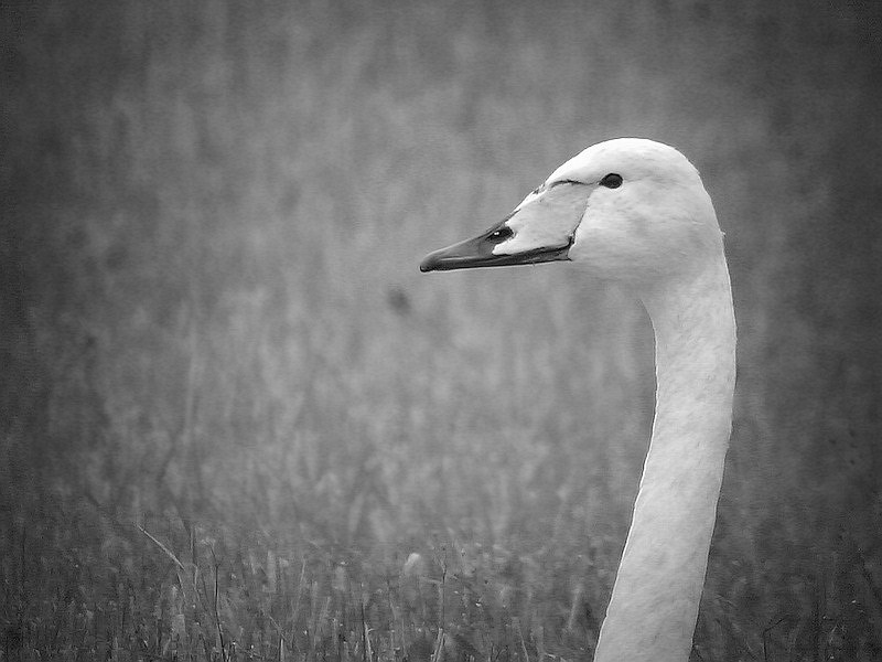 IMAGE: http://tonskulus.kuvat.fi/kuvat/sekalaiset/pikseli/09102010(002).jpg/_small.jpg